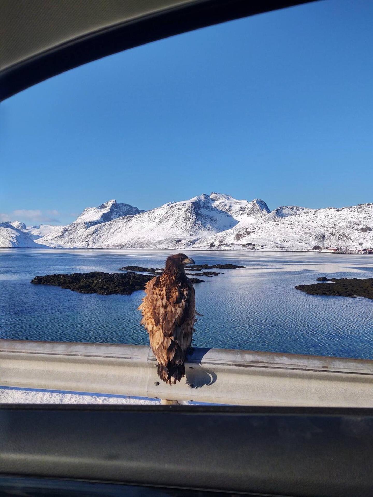 Fredvang Farm House, Lofoten Bagian luar foto